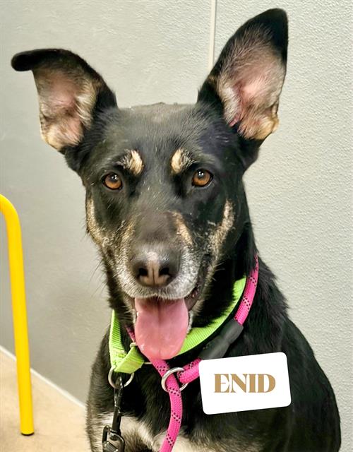 Photo of ENID*